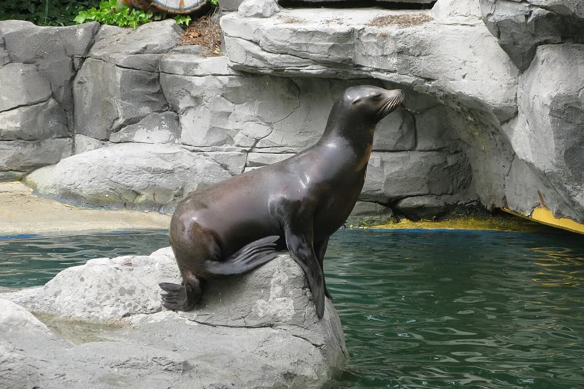 Un león marino sobre una roca de su piscina en el Zoo de Madrid