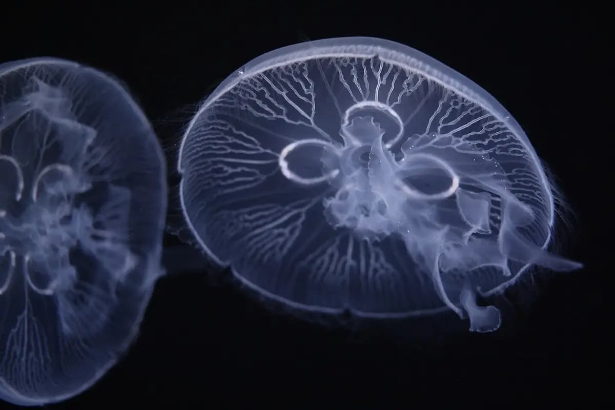 Medusas en el Atlantis Aquarium