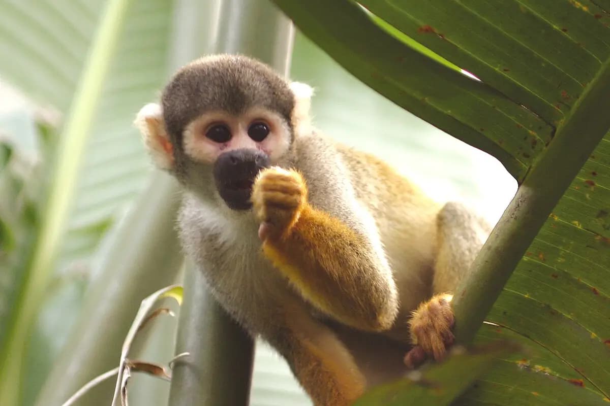Un mono ardilla comiendo en Faunia
