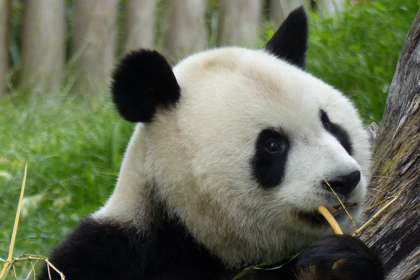 Un oso panda comiendo bambú en el Zoo Aquarium de Madrid