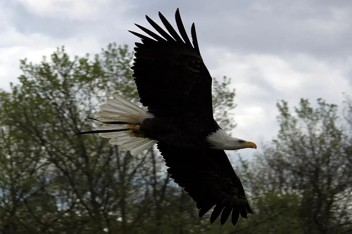 Un pigargo americano volando en el Zoo de Madrid